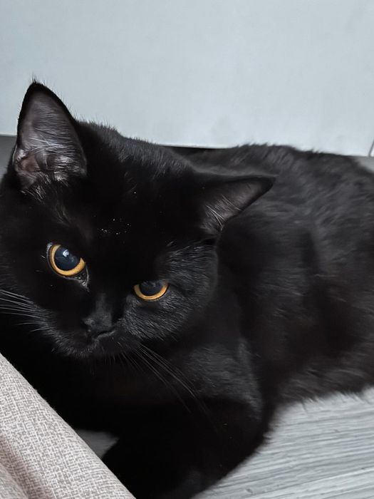 Чёрная кошка британская девочка