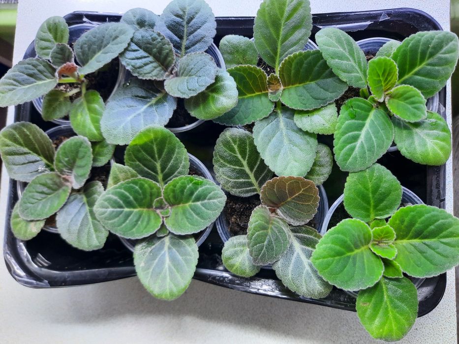 Продам сеянцы  глоксиний