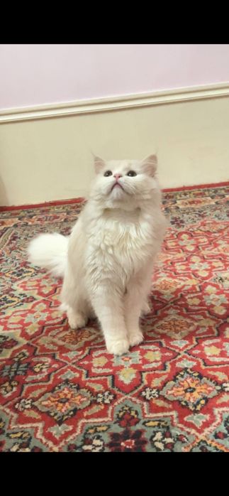 Britanskiy scottish fold long hair