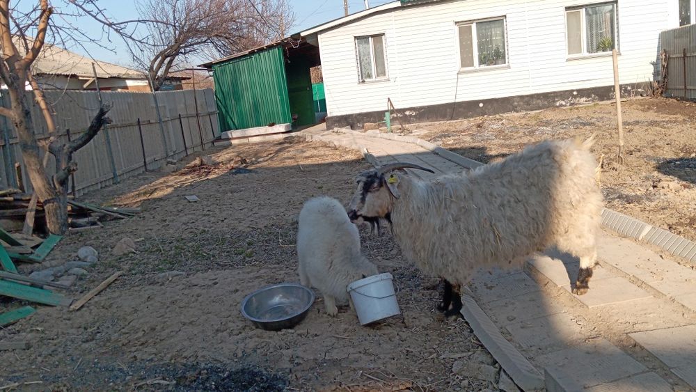 Коза и Козлёнок пацан