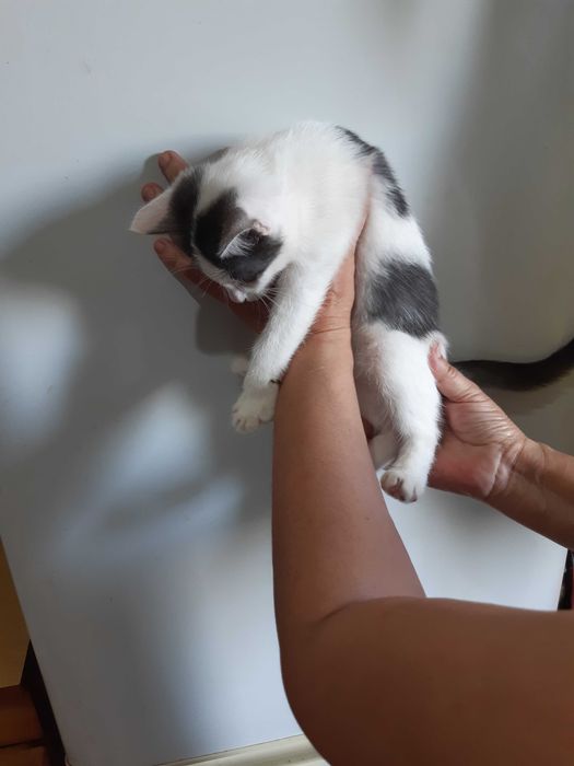 Котенок в добрые руки