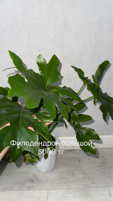 Комнатные растения цветы домашние