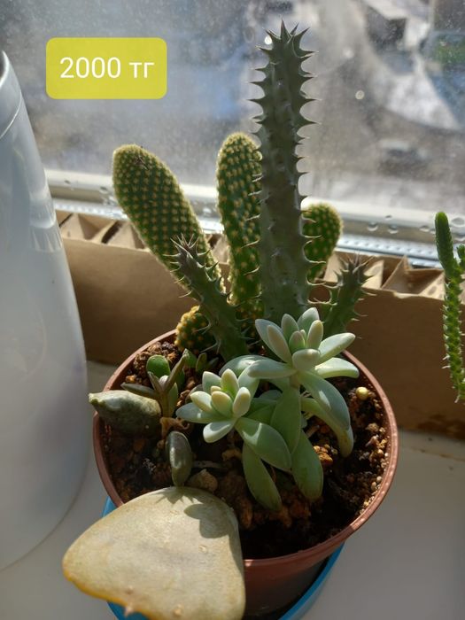 Продам комнатные цветы