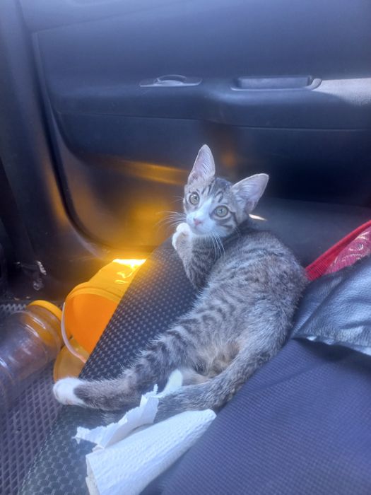 Отдам даром кота