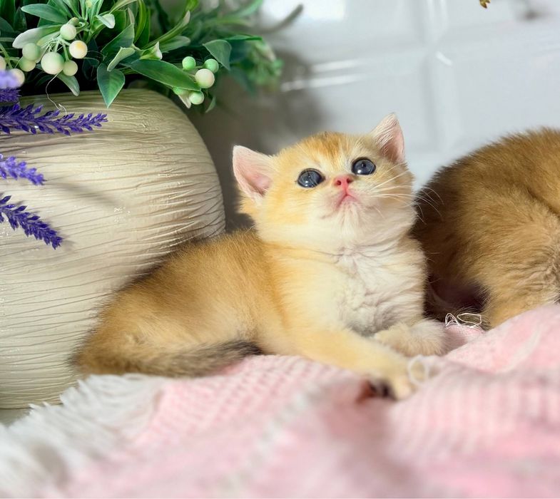 Британские шиншиллы золотые