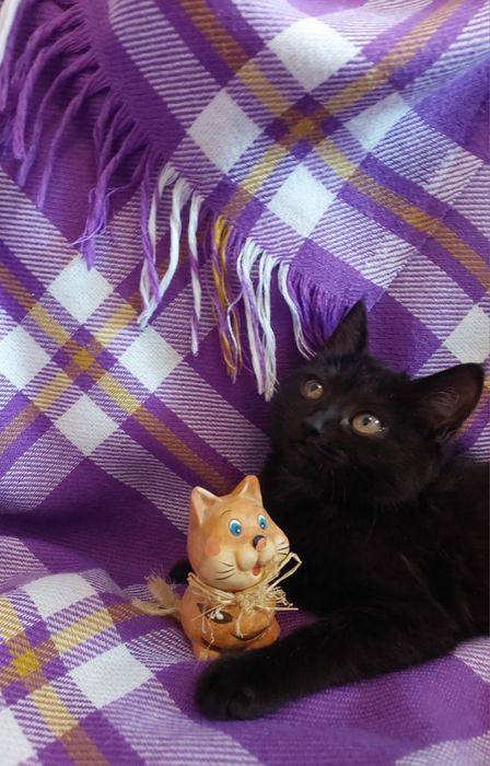 Отдам милейшего котенка!