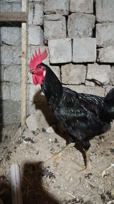 Қора шахзода хўрозлар