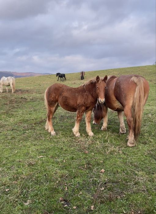Vand manzi si manze din cai  grei