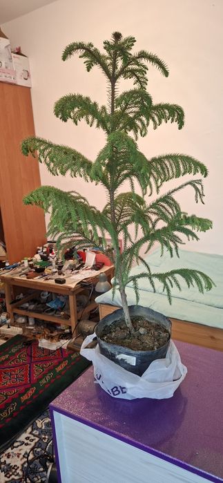 Комнатные цветы молодые