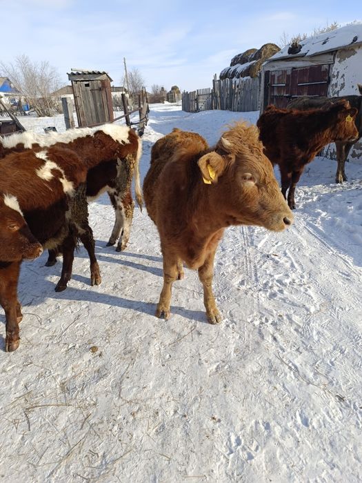 Продам годовалые тёлочки