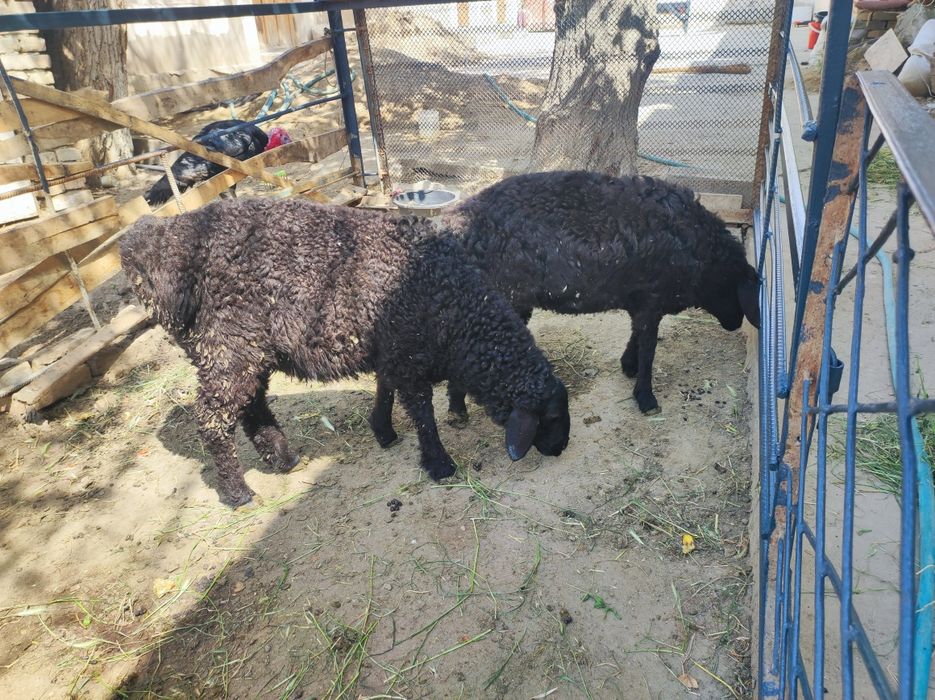 Ширбоз кучкор барра сотилади