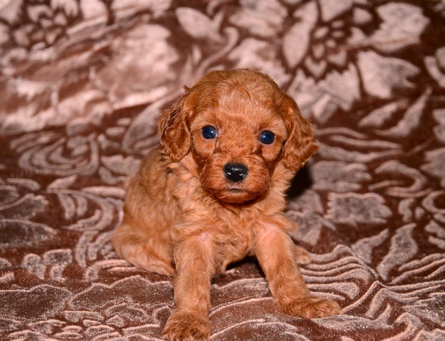 Той -пудель ,очаровательные малыши!