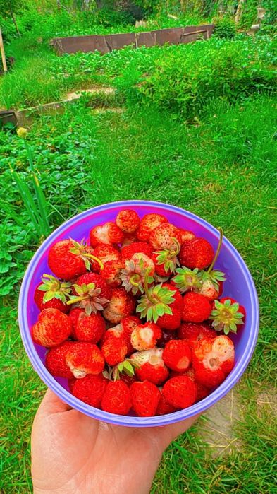 Дача "Обогатитель"