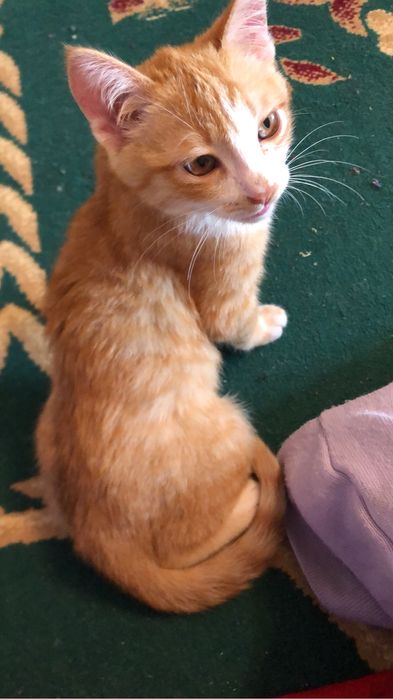 Отдам кота бесплатно