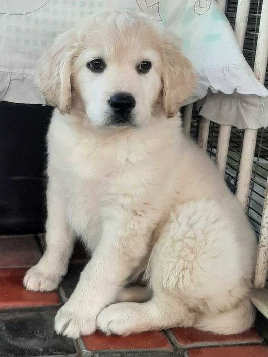 Продается девочка Голден ретривера