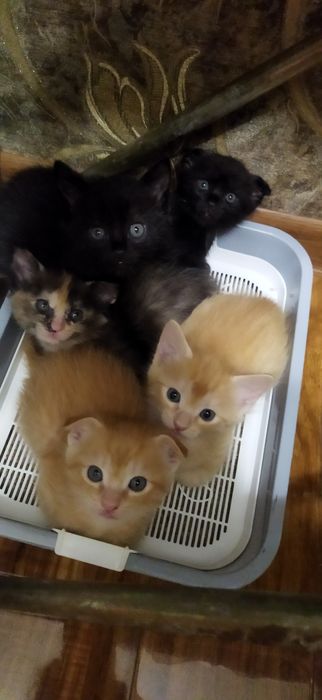 Отдам котят в хорошие руки.