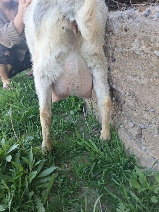 Сауынды ешкі сатылады