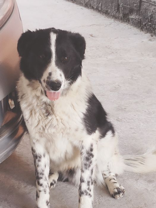 Ит сатылады, күшік әлі