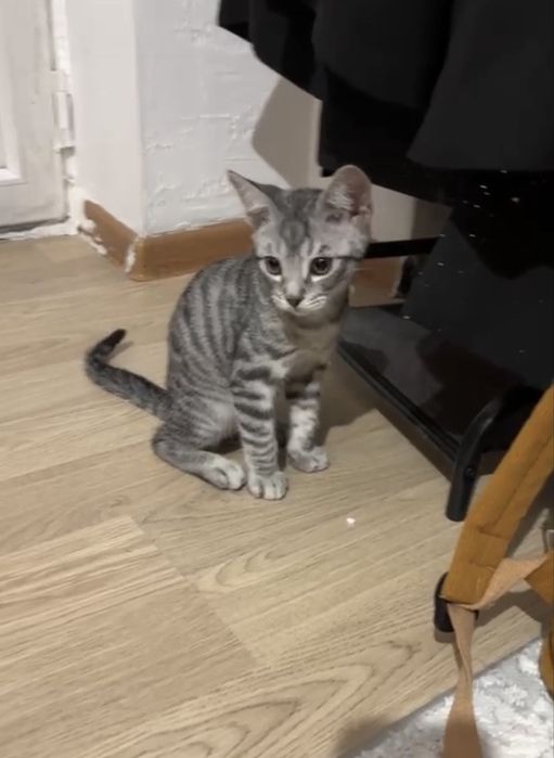 Продам бенгалскую кошку