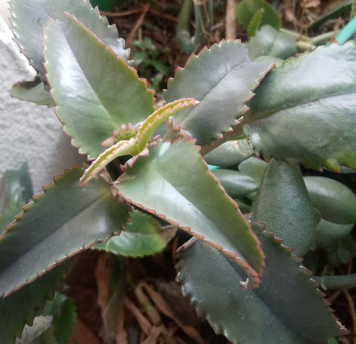 Фикус Бенджамина 1,5м