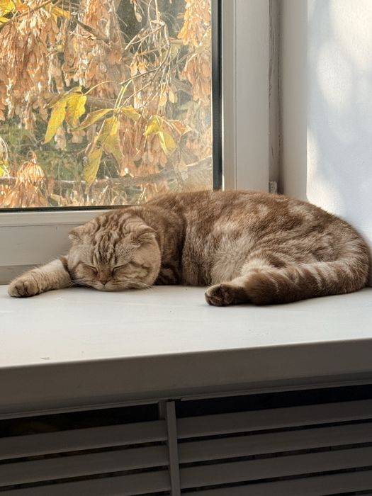 Продам шотландскую кошку