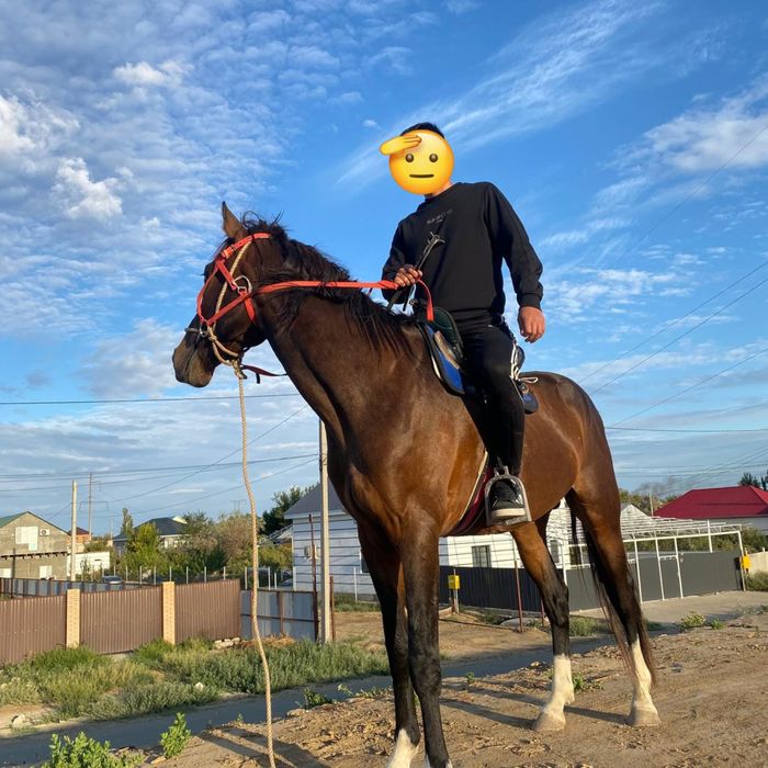 6 жасар айгыр сатылымда обмен бар