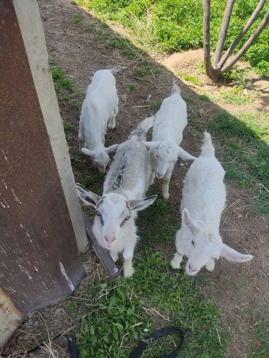 Заненский лақтар