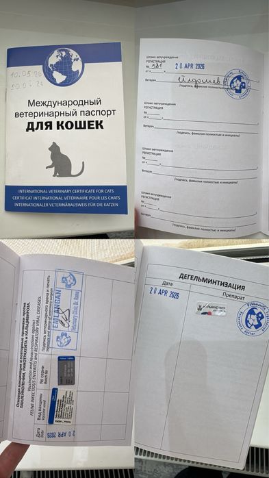 Кошка Скотиш Фолд