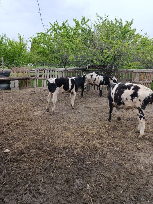 Продам хороших бычков