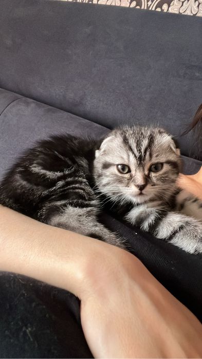 Котенок шотландец