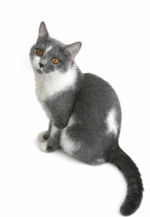 Ласковый котик ищет дом