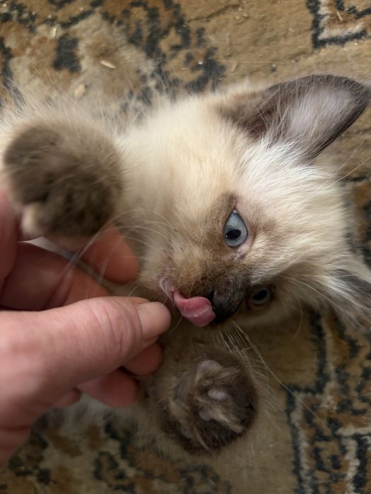 Отдам шикарного котенка
