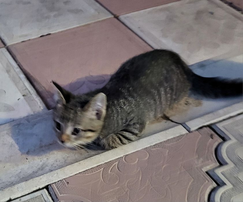 Котёнок в добрые руки