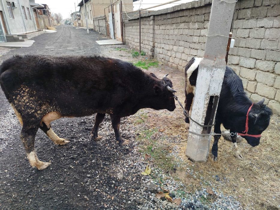 On-bola sigir mol,mesni