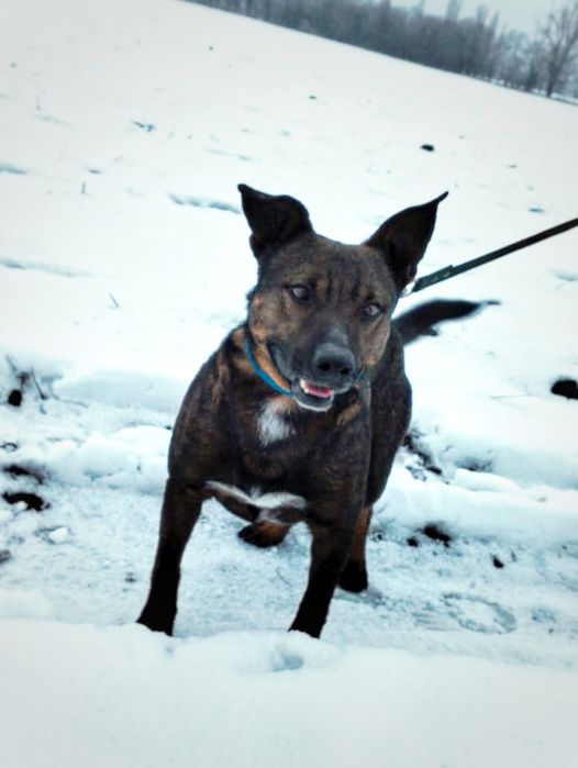 Собака в добрые руки