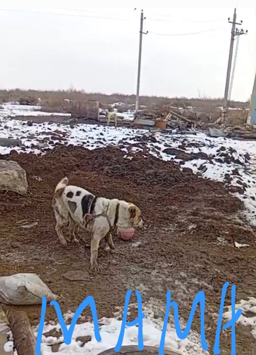Собака Алабайка.