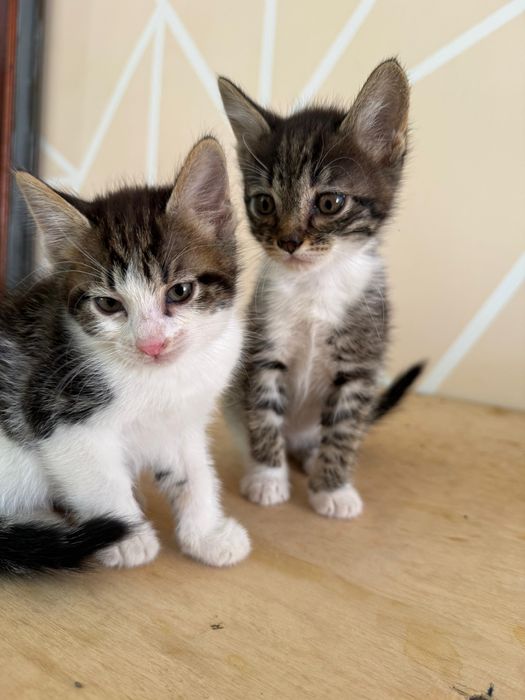 2 мальчики, котенки