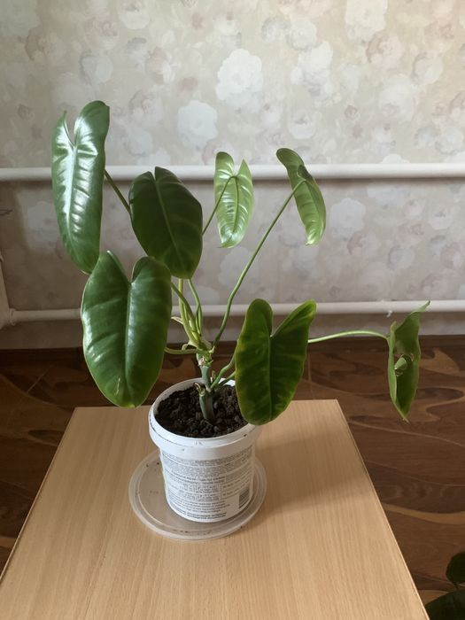 Филодендрон