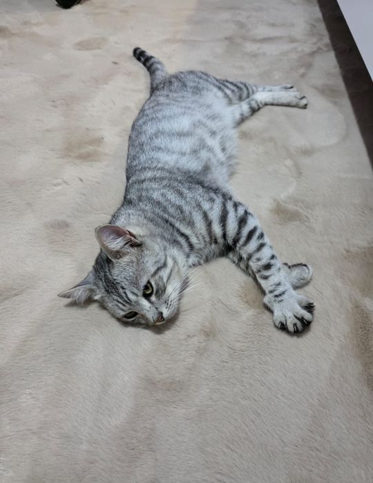 Британский котик ищет добрые руки