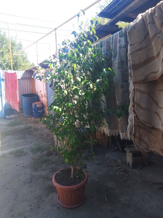 Продам большой фикус