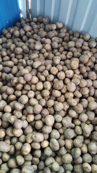 Продам картофель на посадку