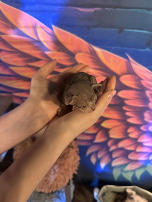 Котята свинкс велюр