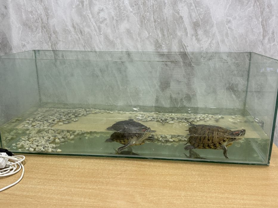 Аквариум с черепахами
