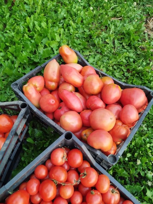Продам домашние помидоры