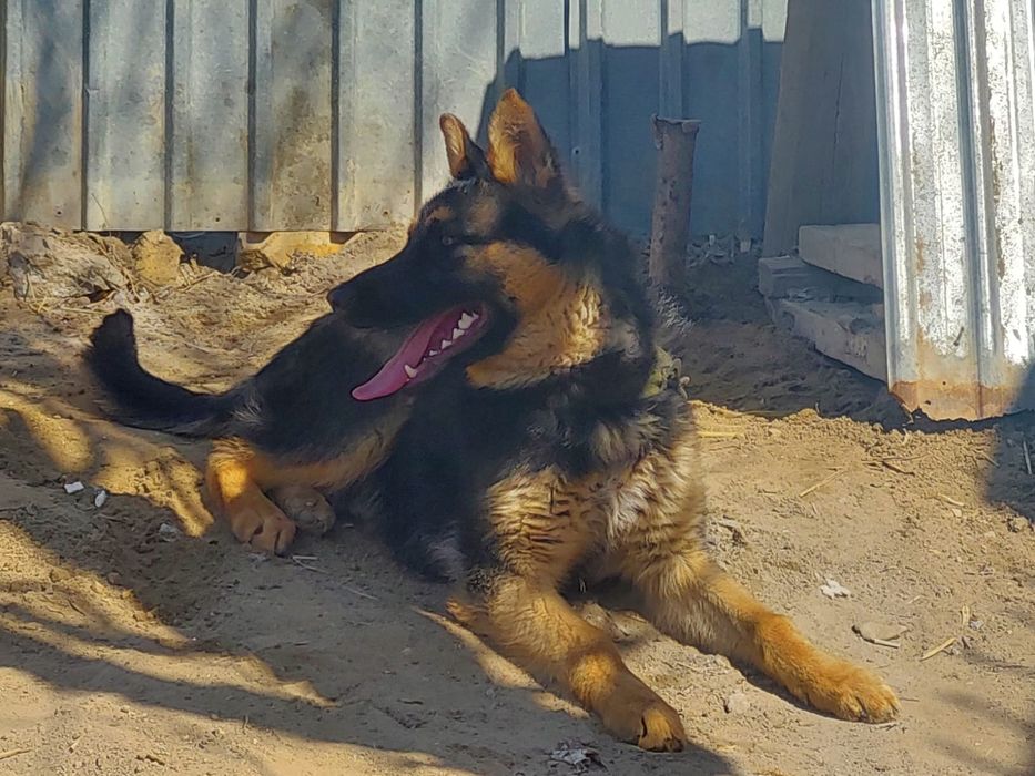 Овчарка 6-айлық  екрек