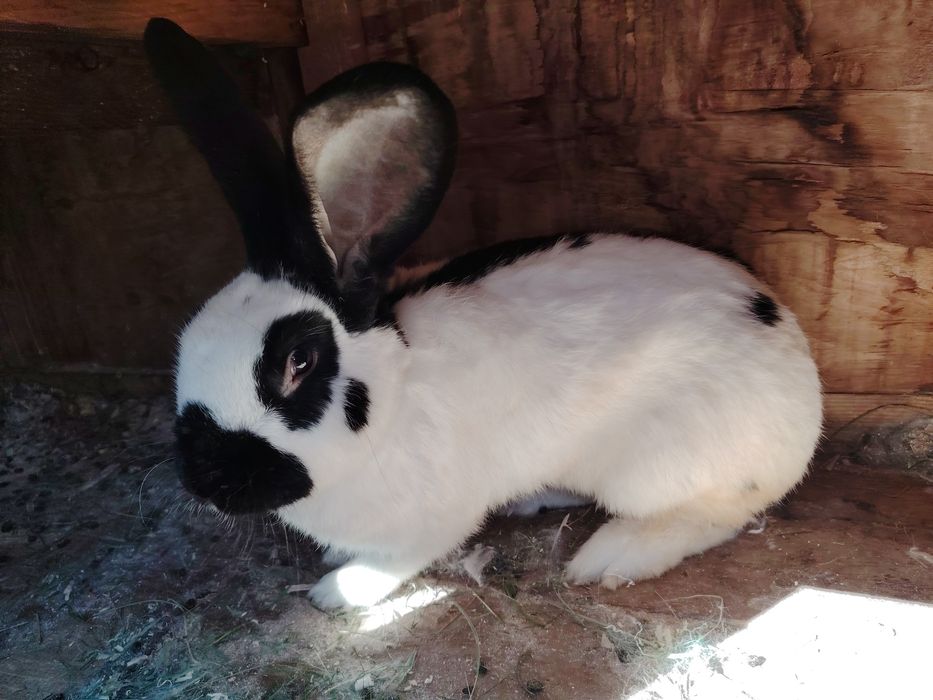 Iepurași fluture german