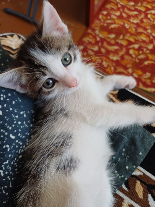 Отдам котёнка мальчика
