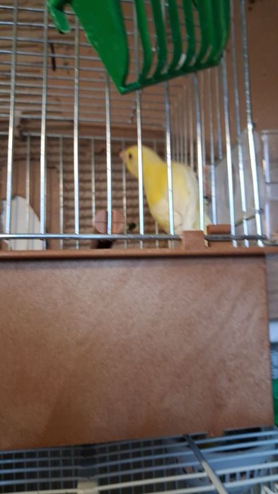 Vinzare canari canarite pui de canari