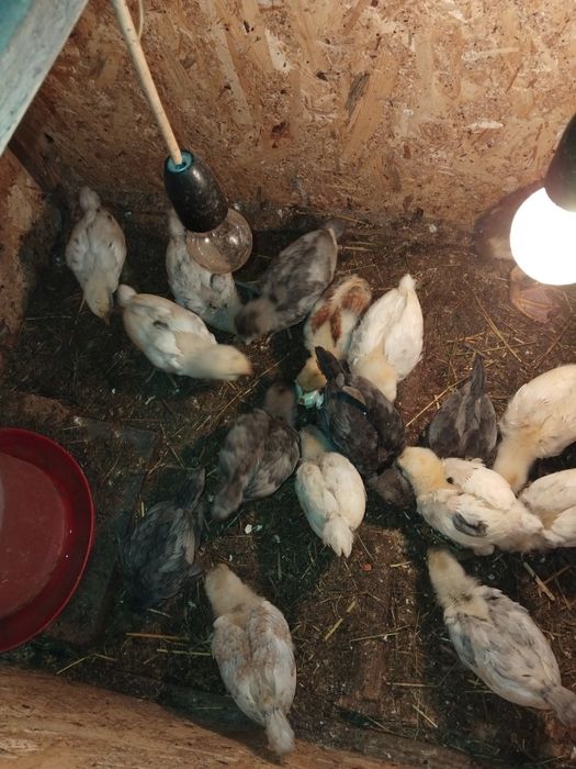 Vind pui ameraucana