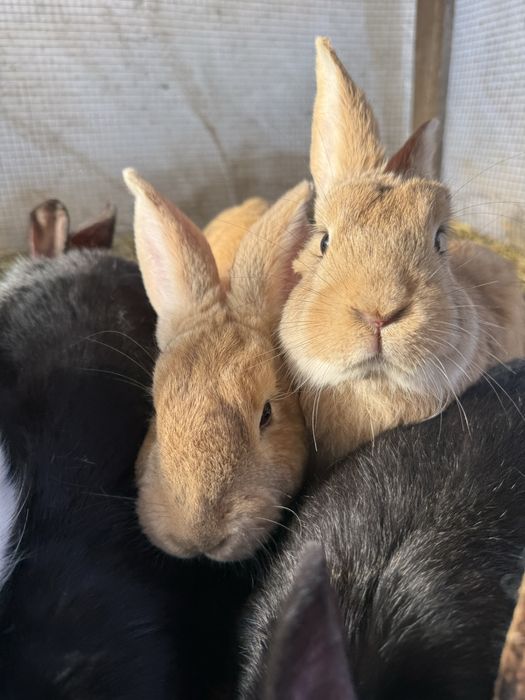 Vand iepurasi si iepuri adulti